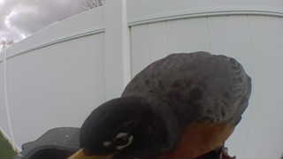 american robin