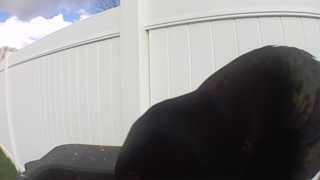 american crow