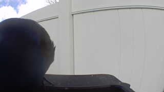 american crow