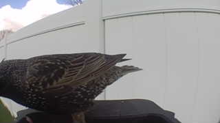 european starling