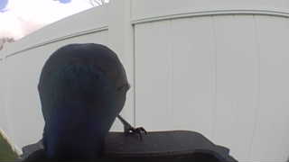 american crow
