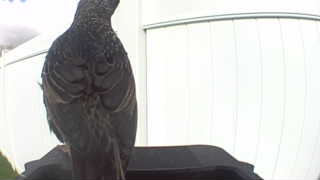 european starling
