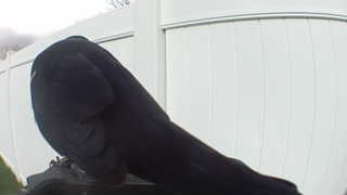 common raven