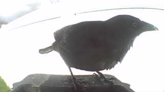 european starling