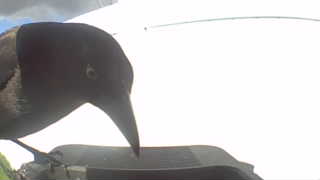 common grackle