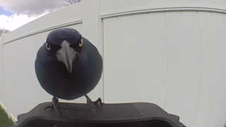 common grackle