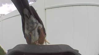 cooper's hawk