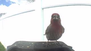 house finch