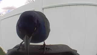 common grackle