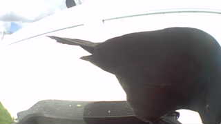 american crow