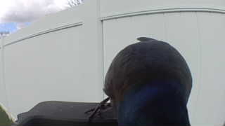 common grackle