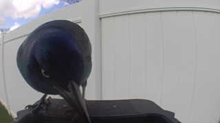 common grackle