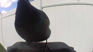 common grackle