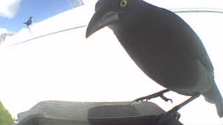 common grackle