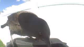 common grackle