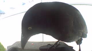 common grackle