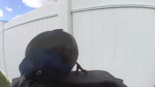 american crow