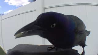 common grackle