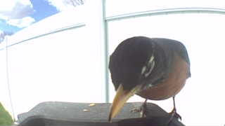american robin