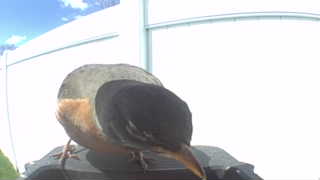 american robin