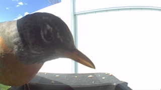 american robin