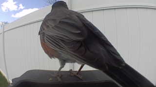 american robin