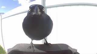 common grackle