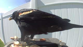 red-winged blackbird