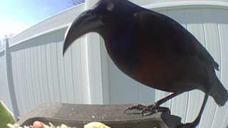 hawaiian honeycreeper
