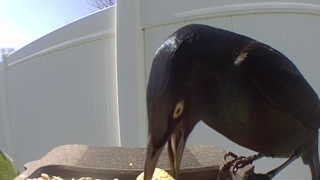 common grackle