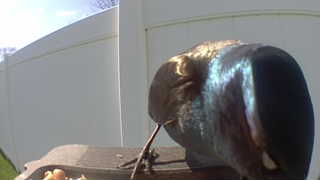common grackle