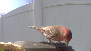 house finch