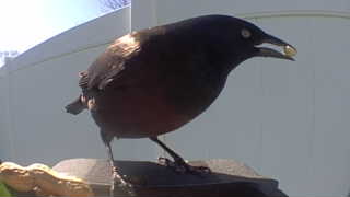 brewer's blackbird