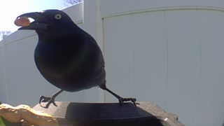 common grackle