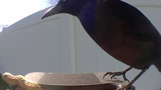 common grackle