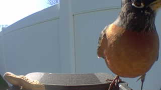 american robin