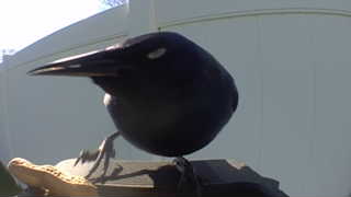 common grackle