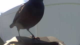 common grackle