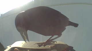 american crow