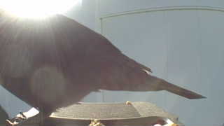 common grackle