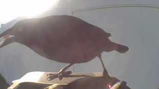 house wren