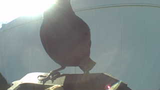 rock dove