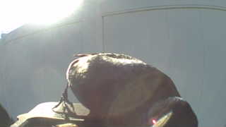 cooper's hawk