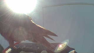brown thrasher