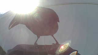american crow