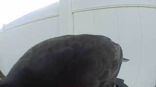 rock pigeon