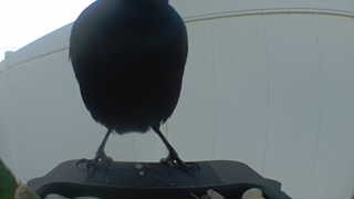 common grackle