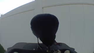 american crow
