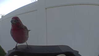 purple finch