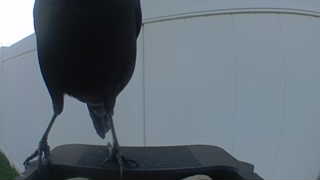 american crow